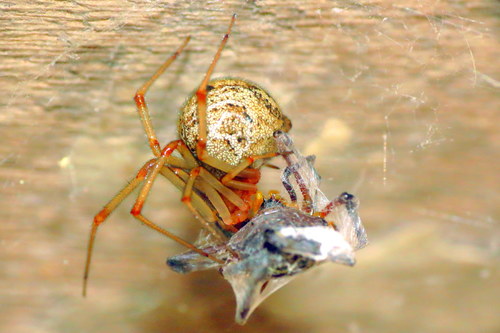 Common house spider