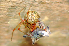 Common House Spider