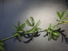 Desmanthus acuminatus