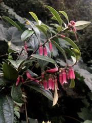 Macleania
