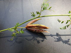 Desmanthus acuminatus