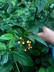 Miconia hymenanthera