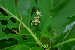 Cynanchum lanhsuense