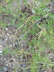 Astragalus ceratoides