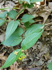 Aulagromyza orbitalis