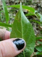 Aulagromyza orbitalis