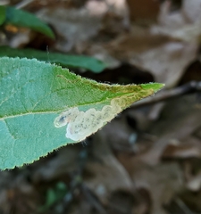 Aulagromyza orbitalis