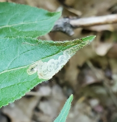 Aulagromyza orbitalis