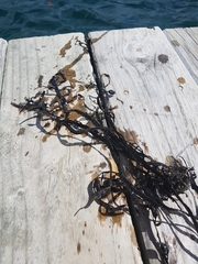 Carpophyllum flexuosum