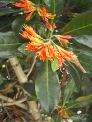 Alberta magna