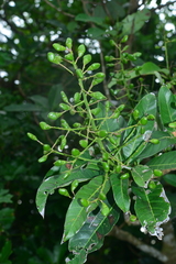 Semecarpus cuneiformis