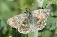 Muschampia baeticus