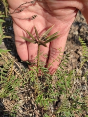 Astragalus ceratoides