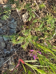Astragalus ceratoides
