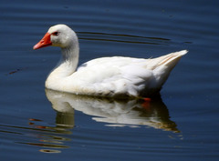 Anser anser domesticus