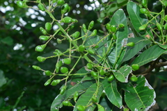 Semecarpus cuneiformis