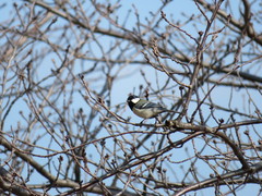 Parus minor