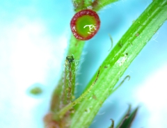 Desmanthus acuminatus