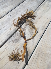 Carpophyllum flexuosum