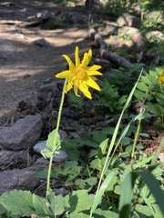 Arnica fulgens
