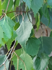 Betula pendula