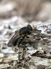 Teuchocnemis lituratus