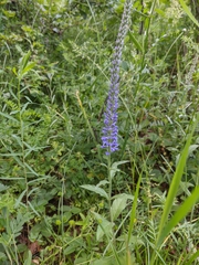 Veronica steppacea