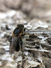 Teuchocnemis lituratus