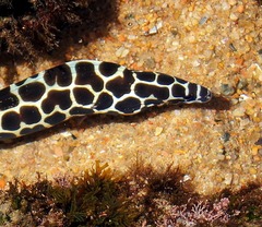 Gymnothorax favagineus