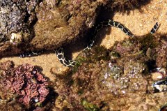 Gymnothorax favagineus