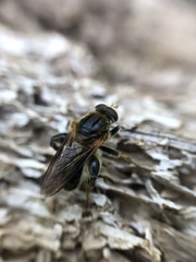 Teuchocnemis lituratus