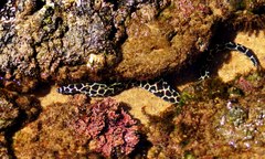 Gymnothorax favagineus