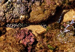 Gymnothorax favagineus