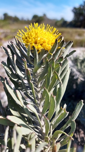 Image of Leucospermum tomentosum by (c) Jacques van der Merwe, some rights reserved (CC BY-SA)