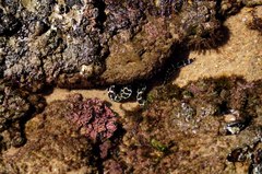 Gymnothorax favagineus