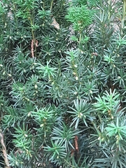 Taxus baccata