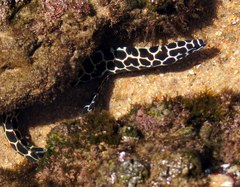Gymnothorax favagineus