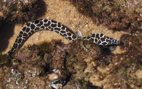Laced Moray