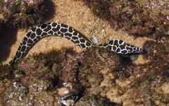 Gymnothorax favagineus