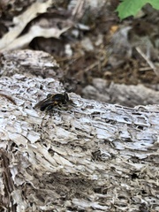 Teuchocnemis lituratus