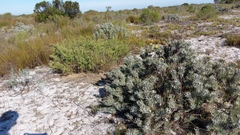 Leucospermum tomentosum