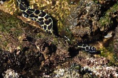 Gymnothorax favagineus