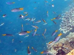 Neopomacentrus azysron