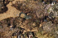 Gymnothorax favagineus