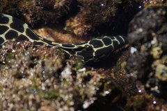 Gymnothorax favagineus