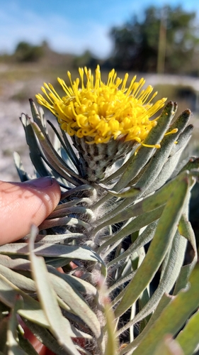 Image of Leucospermum tomentosum by (c) Jacques van der Merwe, some rights reserved (CC BY-SA)