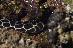 Gymnothorax favagineus