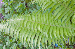 Onocleaceae
