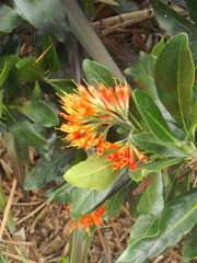 Alberta magna
