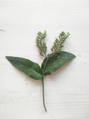 Symphytum caucasicum